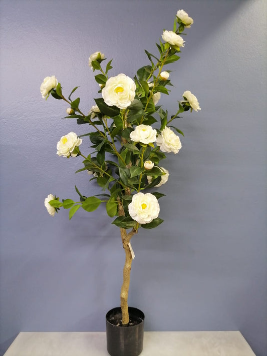 Flower P - Tree -  White Rose